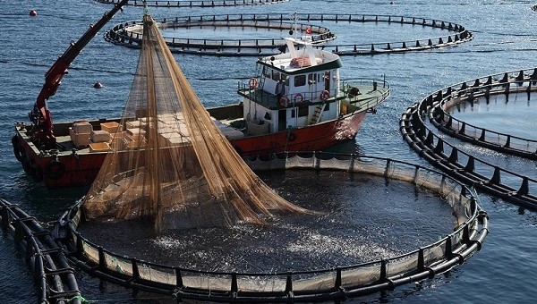 Lazona Plastik ve Balıkçılık, Ağ Kafes Dikimi, Ağ Kafes Bakım Onarımı, Ağ Kafes Antifouling Boyama, Hasat Tankları, Balık Ağı, Sistem Şamandıraları, Midye Yetiştiricilik Şamandıraları, Hat Döşeme, balıkçılık, balıkçılık malzemeleri, ağ malzemleri, ağ kafes malzemleri, Poliamid (Naylon) Ağlar, Polyester Ağlar, Polipropilen Ağlar, Polietilen Ağlar, UHMWPE Ağlar, Kare Kafesler,Yuvarlak Kafesler,Hamster Wheel Tipi Kuş Koruma Kulesi,Kare Kuş Koruma Kulesi, Braketler, Saeplast Hasat Tankları, Buz Arabaları