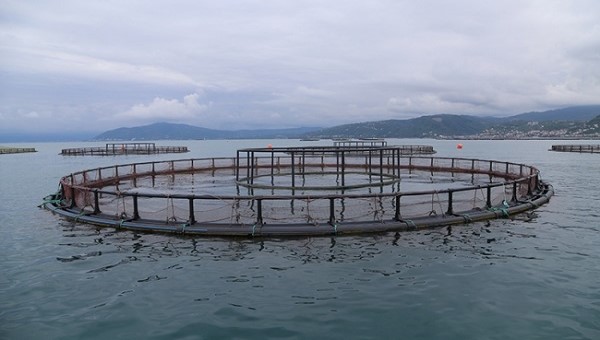 Lazona Plastik ve Balıkçılık, Ağ Kafes Dikimi, Ağ Kafes Bakım Onarımı, Ağ Kafes Antifouling Boyama, Hasat Tankları, Balık Ağı, Sistem Şamandıraları, Midye Yetiştiricilik Şamandıraları, Hat Döşeme, balıkçılık, balıkçılık malzemeleri, ağ malzemleri, ağ kafes malzemleri, Poliamid (Naylon) Ağlar, Polyester Ağlar, Polipropilen Ağlar, Polietilen Ağlar, UHMWPE Ağlar, Kare Kafesler,Yuvarlak Kafesler,Hamster Wheel Tipi Kuş Koruma Kulesi,Kare Kuş Koruma Kulesi, Braketler, Saeplast Hasat Tankları, Buz Arabaları