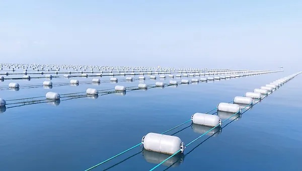 Lazona Plastik ve Balıkçılık, Ağ Kafes Dikimi, Ağ Kafes Bakım Onarımı, Ağ Kafes Antifouling Boyama, Hasat Tankları, Balık Ağı, Sistem Şamandıraları, Midye Yetiştiricilik Şamandıraları, Hat Döşeme, balıkçılık, balıkçılık malzemeleri, ağ malzemleri, ağ kafes malzemleri, Poliamid (Naylon) Ağlar, Polyester Ağlar, Polipropilen Ağlar, Polietilen Ağlar, UHMWPE Ağlar, Kare Kafesler,Yuvarlak Kafesler,Hamster Wheel Tipi Kuş Koruma Kulesi,Kare Kuş Koruma Kulesi, Braketler, Saeplast Hasat Tankları, Buz Arabaları